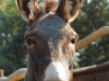 L'allevamento: la nostra mascotte