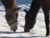 Puledre nella neve