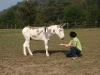 Sansone