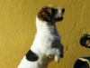Obelix