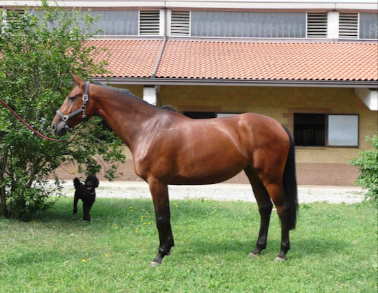 Deasy della Caccia